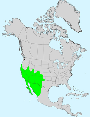 North America species range map for Brickellia californica: Click image for full size map